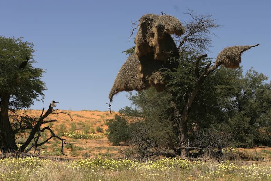 Hnízda na stromech v Kalahari